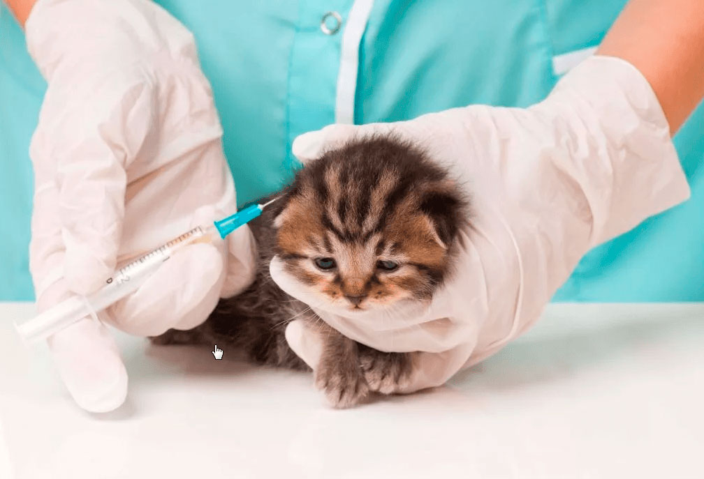 Что нужно для профилактики заболеваний кошек?