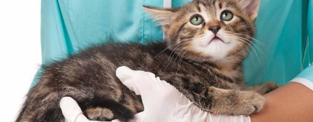 Что нужно для профилактики заболеваний кошек?