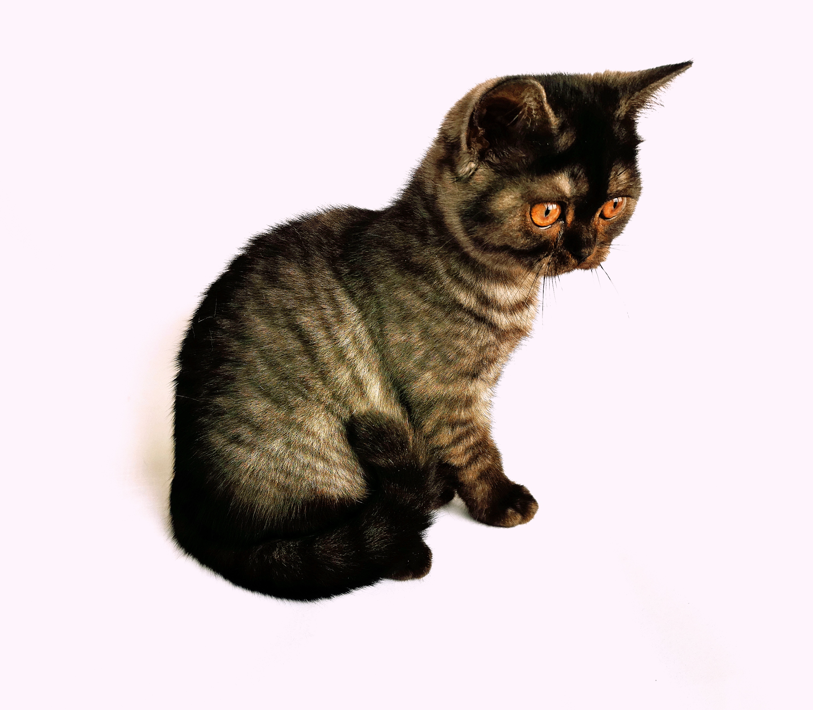 Питомник британских и шотландских кошек. Купить британского и шотландского котёнка в Гомеле, в Минске
