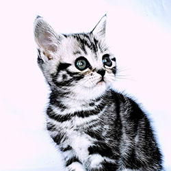 Шотландский прямоухий котёнок. Девочка - окрас чёрный серебристый мраморный