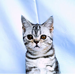 Шотландский прямоухий котёнок. Мальчик - окрас черный серебристый мраморный