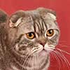 Конфетка - шотландская вислоухая кошка голубого серебристого мраморного окраса