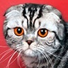 Сойер - британский кот черного серебристого пятнистого окраса