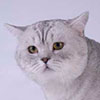 Сойер - британский кот черного серебристого пятнистого окраса