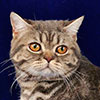 Август - шотландский прямоухий кот голубого серебристого мраморного окраса