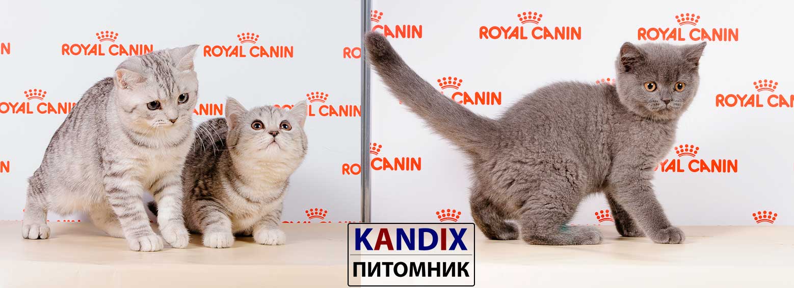 Питомник британских и шотландских кошек. Купить британского и шотландского котёнка в Гомеле, в Минске