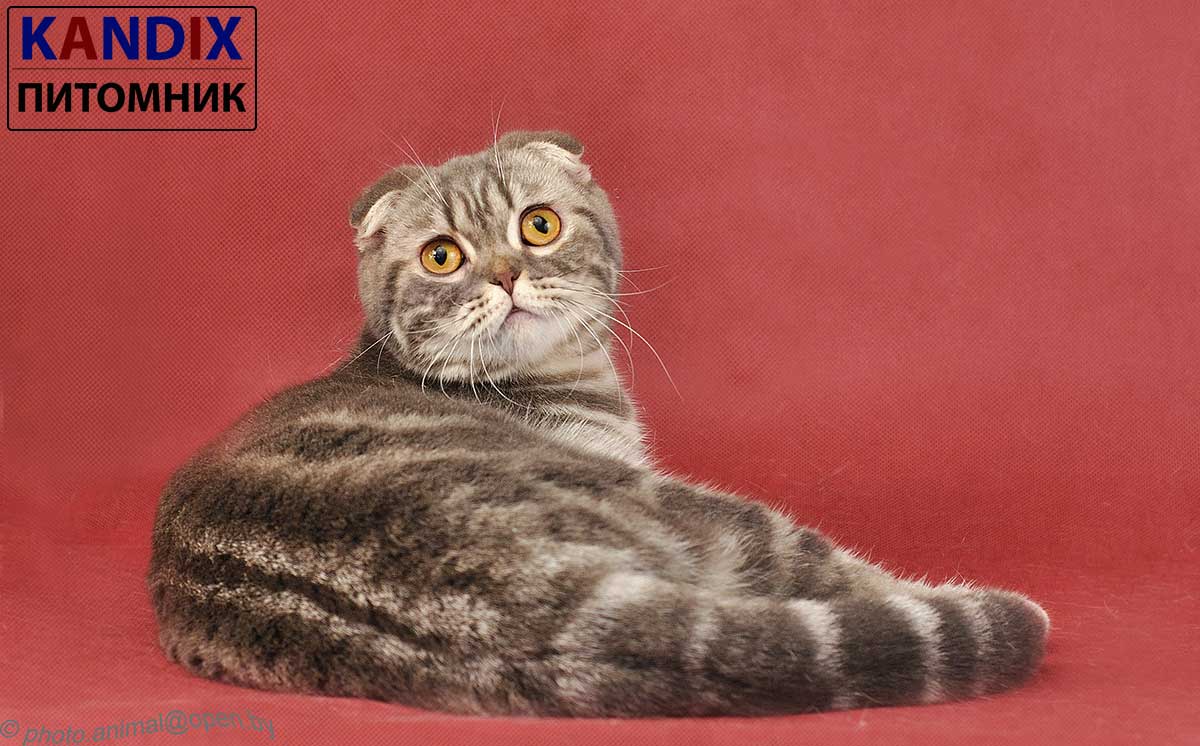 Konfetka - шотландская вислоухая кошка голубого серебристого пятнистого мраморного окраса