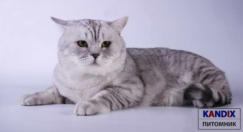 британский кот чёрного серебристого пятнистого окраса окраса