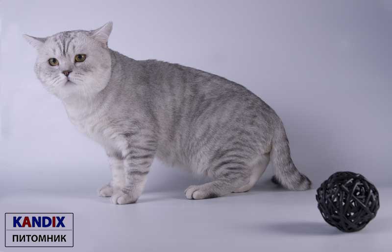 Soier - британский кот четного серебристого пятнистого окраса питомника SWEET LIFE*BY