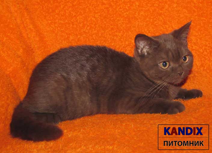 Мавр - британский котёнок шоколадного окраса питомника SWEET LIFE*BY