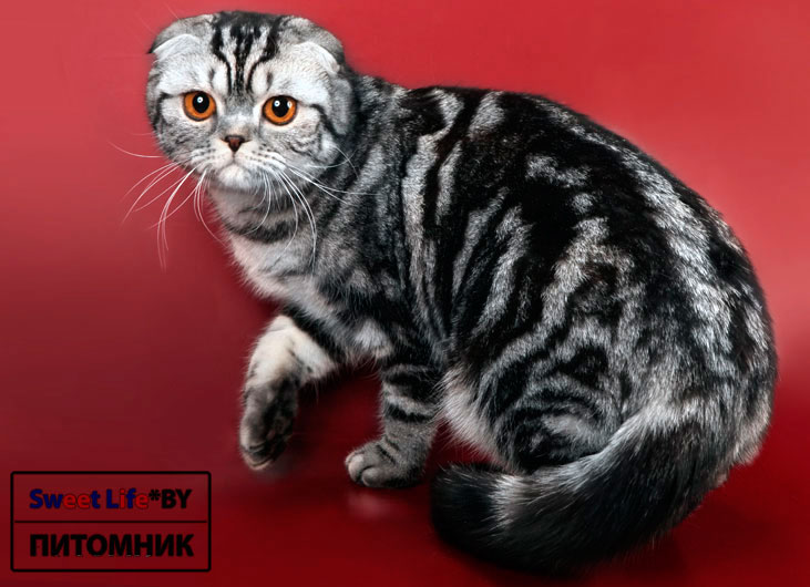 Marsilina - шотландская вислоухая кошка черного серебристого пятнистого мраморного окраса